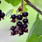 Ríbezľa čierna (Ribes nigrum) ´TISEL´ - výška 70-100 cm, skorá, voľnokorenná - STROMČEKOVÁ/NA KMIENKU